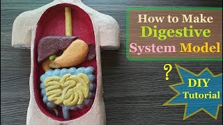 How to make Digestive System 3d Model [upl. by Lang]