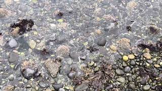 Listen to the tide come in at Miracle Beach Provincial Park on Vancouver Island Canada [upl. by Rehpotsirahc369]