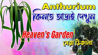 Anthurium Largest Nursery In West Bengal 💯 Rear Anthurium Plant 😱 Heavens Garden 🌲 UralOrchid 🎯 [upl. by Roshan]