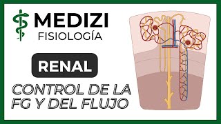 Fisiología Renal  Control de la Filtración glomerular y flujo sanguíneo IGdoctorpaiva [upl. by Lear]