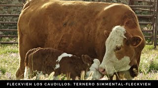 Fleckvieh Los Caudillos Vaca y Ternero Simmental  Fleckvieh [upl. by Osnohpla]