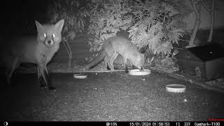 Garden Guests A Stunning Fox Family Pays A Visit [upl. by Helve130]