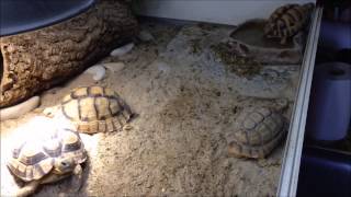 Testudo kleinmanni tortoises [upl. by Nealy256]