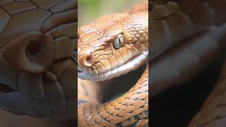 AI Stock Video Brown Snake ai stockvideo snake wildlife video snakevideo snake vipersnake [upl. by Maurilia]