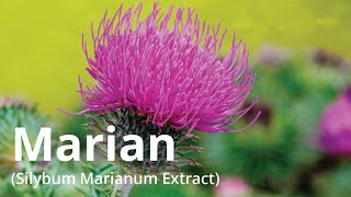 Marian Silybum Marianum Extract [upl. by Niu]