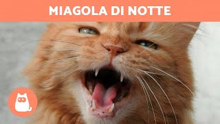 Il mio GATTO MIAGOLA di NOTTE 🐱🌙 perché e cosa fare [upl. by Piper]