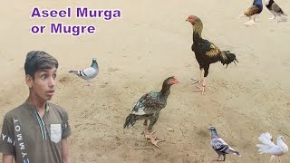 2 Aseel Murga or Mugre Mil Gya [upl. by Thayne362]