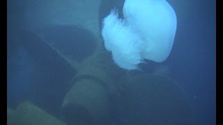 Nomadic Jellyfish Rhopilema nomadica in Mediterranean  MS Zenobia wreck cyprus [upl. by Nedia]