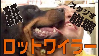 【崩壊】強靭な肉体！ロットワイラーSP【松本君大ピンチ】 [upl. by Llahsram]