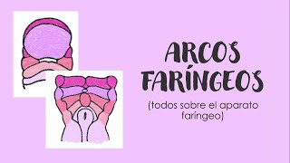 ARCOS FARÍNGEOS Y SUS DERIVADOS  Embriología de cara y cuello [upl. by Odelinda522]