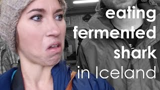 ICELAND  eating fermented shark hakarl [upl. by Peregrine629]