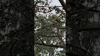 Rufous treepie call in the jungle 😱😨shorts rufoustreepie rufous wildlife [upl. by Tihw]