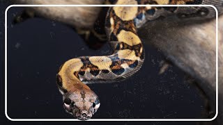 Python Attack When A Snake Strikes Back  Python Hunters  The Reptile Room [upl. by Ahseetal]