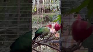 RedCrested Turaco [upl. by Gathers695]