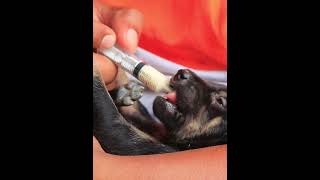 Feeding Milk Use syringe Feeding Milk PoOR PUPPIES IUn VillagE babycare puppy feedingstreetdogs [upl. by Ert]