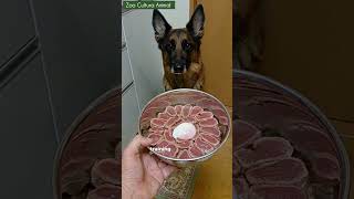 Is Your Dog Overexcited About Food Learn How to Manage It [upl. by Arley]