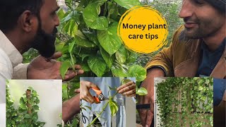 Money Plant Care Tips sarkarnurseryfarm indorplants landscape viralplants MrBeast [upl. by Llertnor]