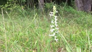 Spiranthes incurva the Sphinx ladies tresses [upl. by Olsewski]