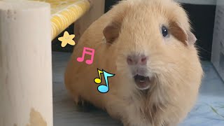 The chirping sound of guinea pig  hughug a guinea pig [upl. by Behl108]