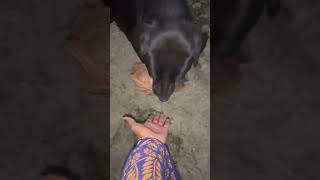 Kichu volar nai bollywood music song love bollywoodsongs doglover labrador dog [upl. by Wiltz585]