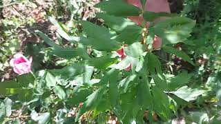 Growing lovage in garden [upl. by Denae293]