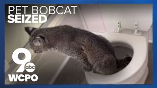 Family trying to save pottytrained pet bobcats life [upl. by Groveman698]