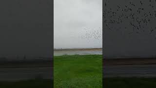 Full day of geese hunting birds subscribe duckhunter [upl. by Ellynn676]