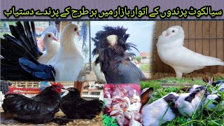 Parindon Ka Itwar Bazar 2023  Sialkot Sunday birds market 2023  Fancy Pigeons  Aseel Murgy 2023 [upl. by Saunder]