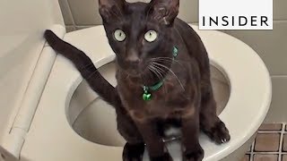 How To Potty Train Your Cat [upl. by Loss]