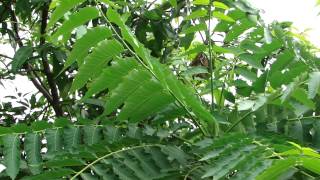 Medicinal Tree for Pitta Dosha  Pankaj Oudhias Ethnobotanical Surveys1863 [upl. by Ellecram]