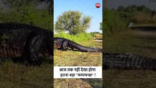 Viral Videoकभी नहीं देखा होगा इतना बड़ा मगरमच्छ Giant crocodile Video  Worlds largest crocodile [upl. by Ynez]