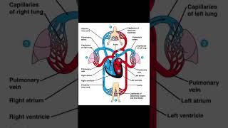 Double circulation system medical medicalterminology medico biology medical doctor [upl. by Ojeillib114]