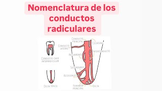 Nomenclatura de los conductos radiculares [upl. by Randene]