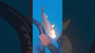 amberjack florida spearfishing spearo freediving seadoo seadoofishpro floridalife fishing [upl. by Eemla651]