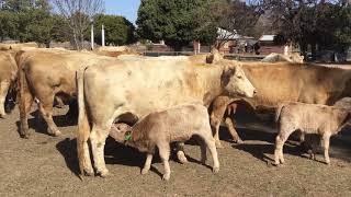 25 X 26 SHORTHORNCHAROLAIS X COWS amp CALVES AC ALBION PASTORAL CO [upl. by Nnail]