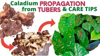 Caladium Propagation from Tubers Bulbs and Care Tips [upl. by Eixid48]