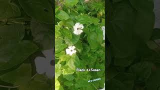 Black eye Susan White cover keşfet coversong slowedandreverbhindi lofisong kesfet music vibe [upl. by Nodnahs]