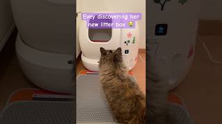 Automatic litter box 😹  funnycats catcare litterbox automation cutepets norwegianforestcat [upl. by Jopa]