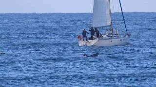 PALPITANT ENFIN DES quotDAUPHINSquot AU PHARE DE CAPBRETON [upl. by Dlorrej]