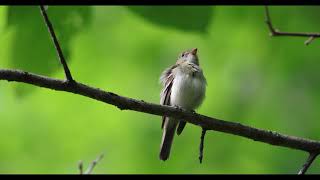 Acadian flycatcher singing [upl. by Yentroc]