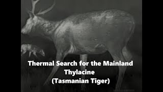 Thylacine Search 2024  Thermal footage on a foggy night  Test Area HD [upl. by Finny]