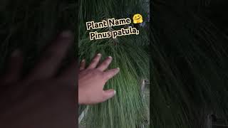 Pinus patula plant 🤗 [upl. by Florence]