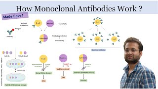 What are monoclonal antibodies and how they are developed Hybridoma technology [upl. by Aiyn]