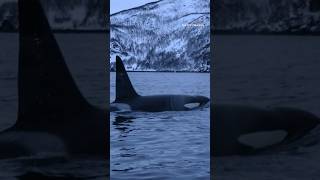 Why are orcas attacking and sinking boats [upl. by Prestige]