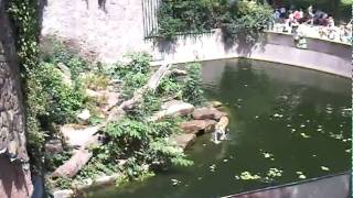 Siberian Tiger at zoo Antwerp Panthera tigris altaica [upl. by Spiro]