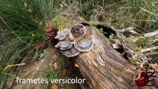 Trametes versicolor Turkey tail Australia [upl. by Redmer]