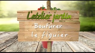 Comment bouturer le figuier [upl. by Barr]