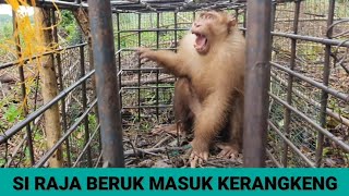 Si Raja Beruk  Raja Eungkong  Masuk Kerangkeng [upl. by Kirbie]