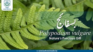 Bisfaij Polypodium vulgare  بسفائج [upl. by Jill465]