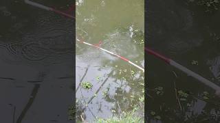 Amazing hook fishing hookfishingshorts fishing video [upl. by Pulcheria909]